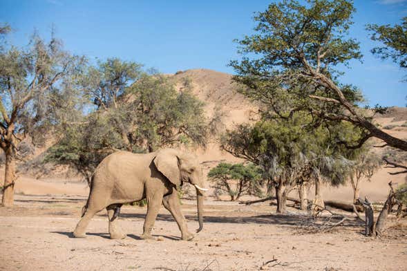 Safari de 10 días por Namibia