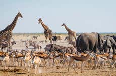 Etosha National Park Safari: 4 Days