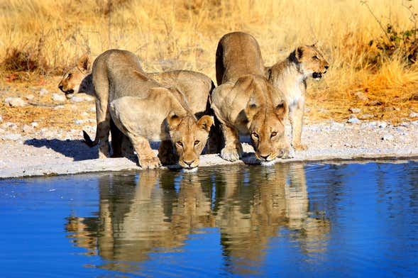 Safari de 8 días por lo mejor de Namibia