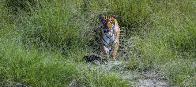 Excursion de 2 jours au Parc National de Chitwan