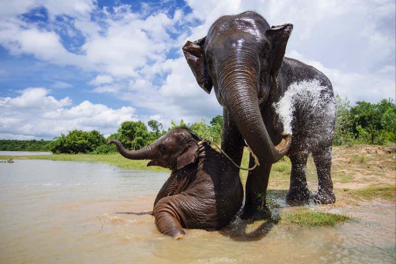 Les éléphants en train de se baigner