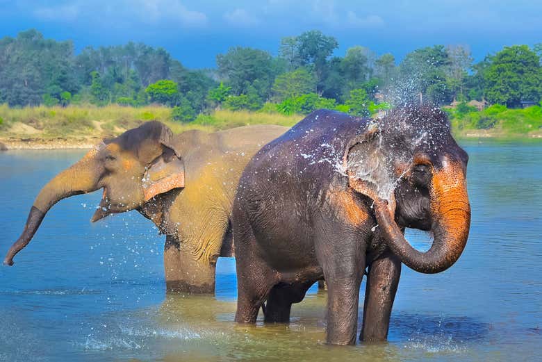 Éléphants dans le parc national de Chitwan