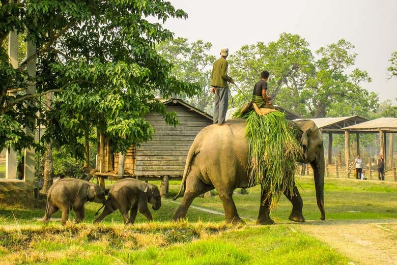 Balade à dos d'éléphant