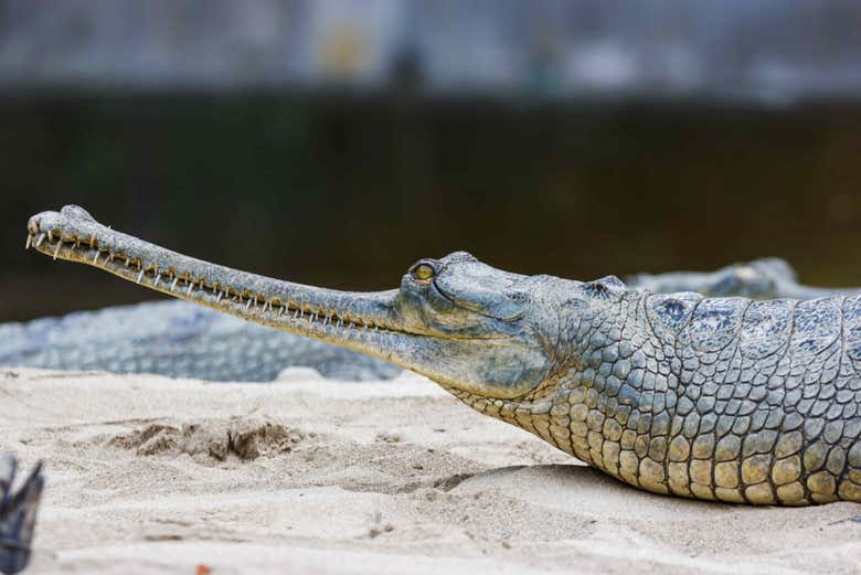 Un crocodile du parc national de Chitwan