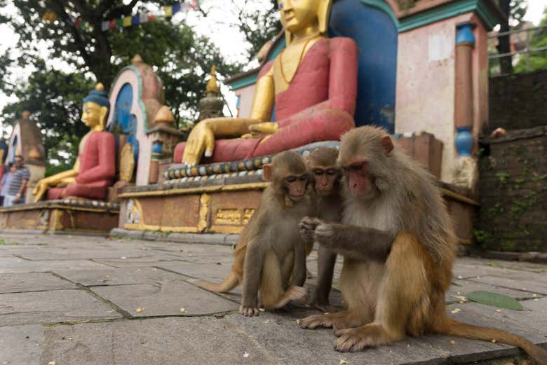 Monos en Katmandú