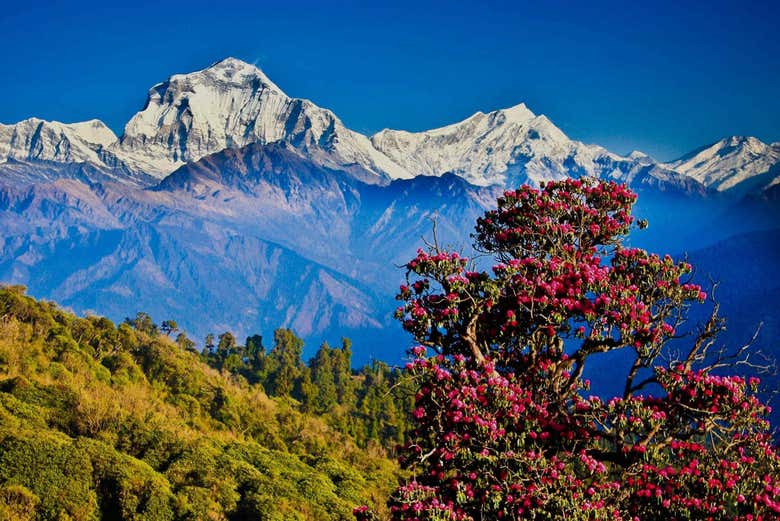 L'Himalaya