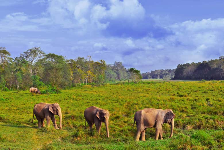 Parc naturel de Chitwan
