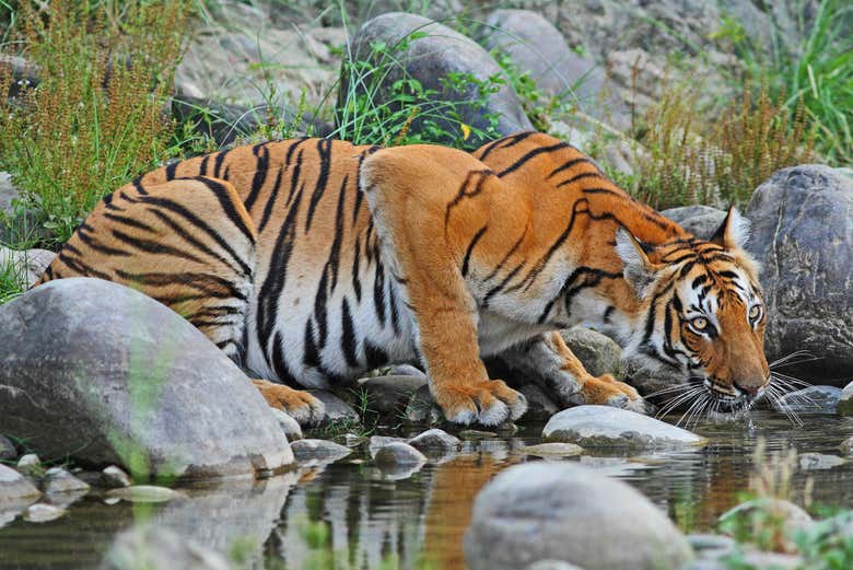 Tigre du Bengale sur le fleuve