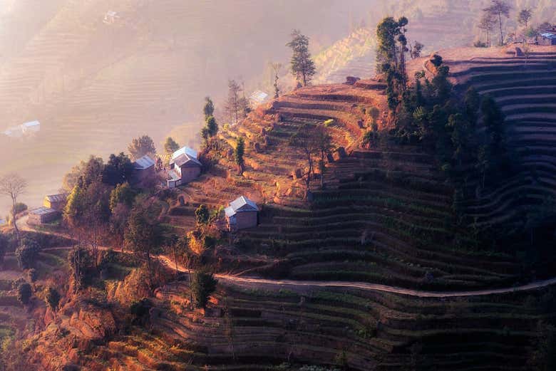 Vista de los arrozales