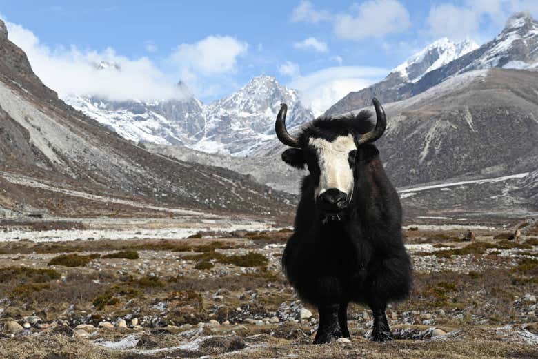 Yak en las inmediaciones de Kala Pattar