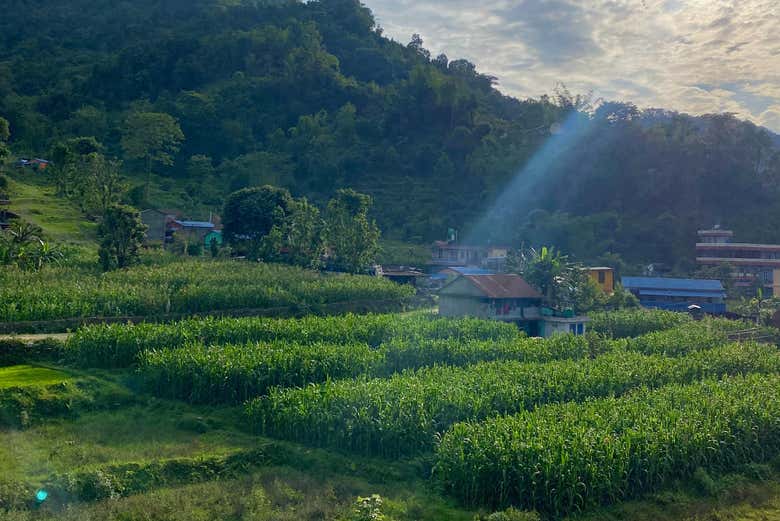 Los arrozales en los alrededores del Lago Phewa