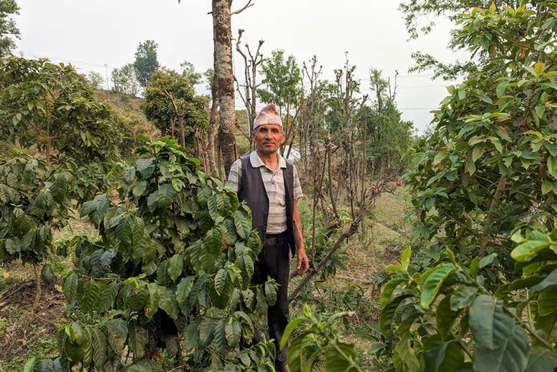 Dans les plantations de café