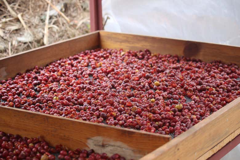 Find out about the varieties