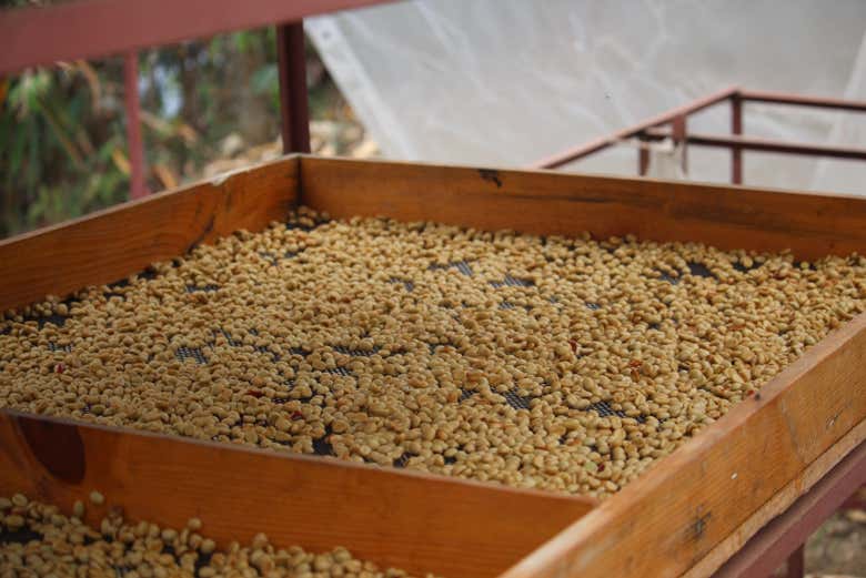 Learn about the different types of coffee