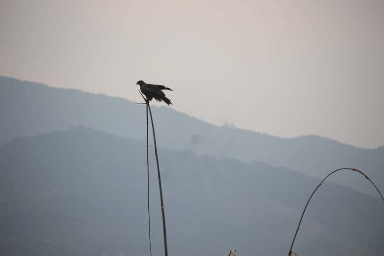 Keep your eyes peeled for vultures!