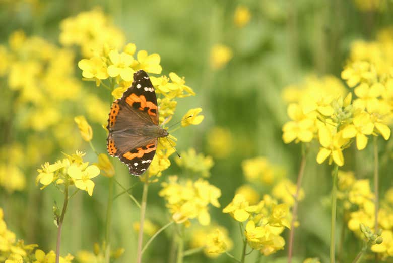 Admire the butterflies