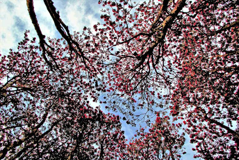 Rhododendron blossoms
