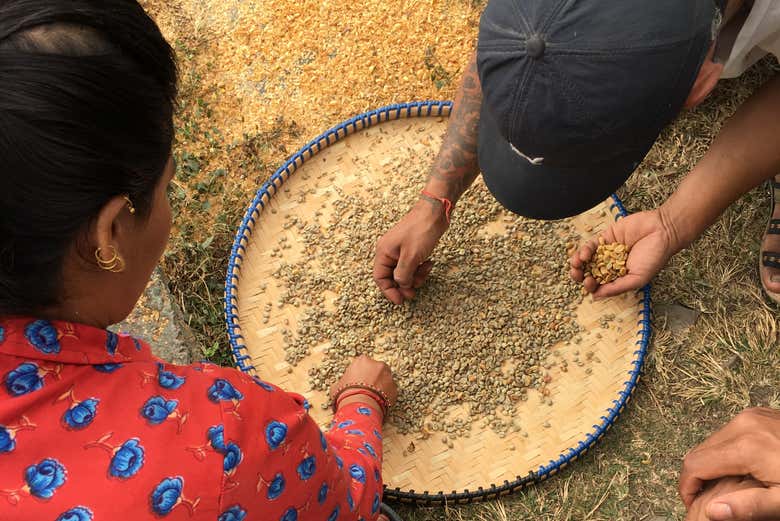 Sélection des grains de café