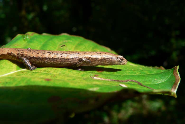 Salamandra endemica della regione