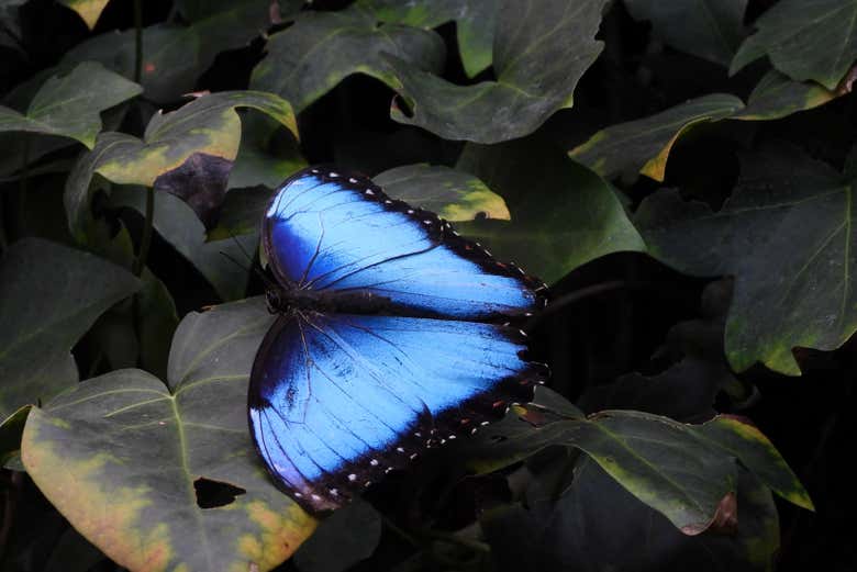 Una splendida farfalla