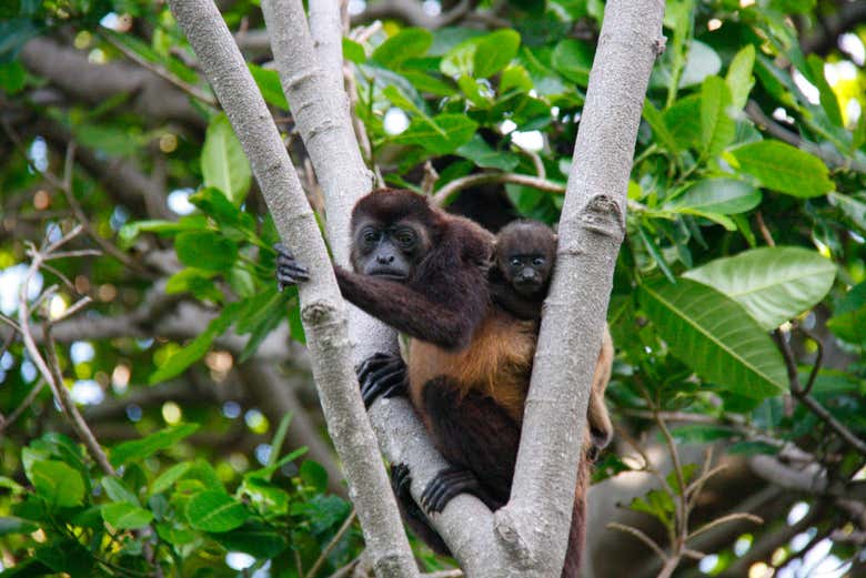 Monos congo de la isla de Ometepe