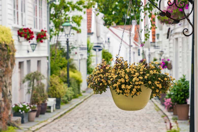 Flores decorando las calles del centro de Stavanger