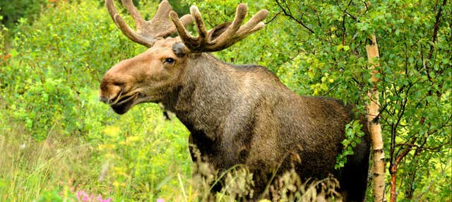 Avistamiento de alces en Bodø