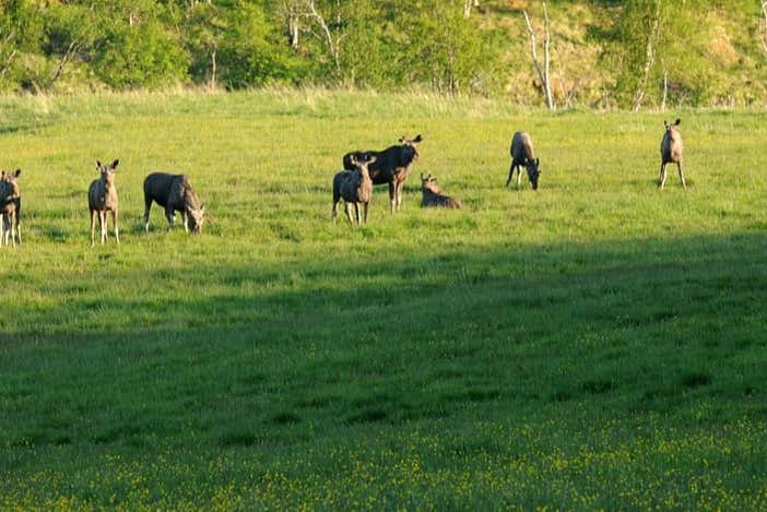 Avistamento de alces em Bodø