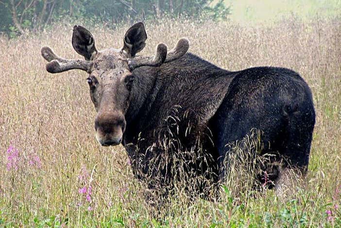 Conhecendo os alces de Bodø