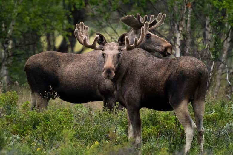 Spot these creatures in their natural habitat