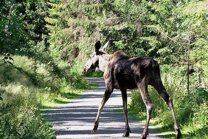 Um alce atravessando a estrada