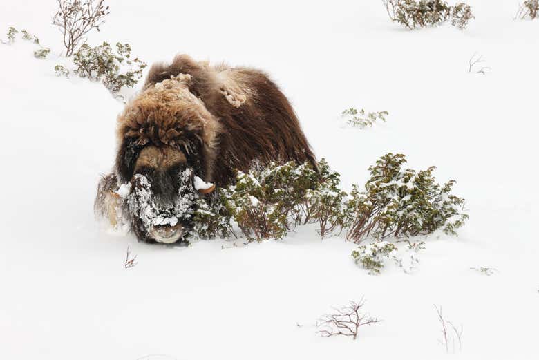 Un buey descansando en la nieve 