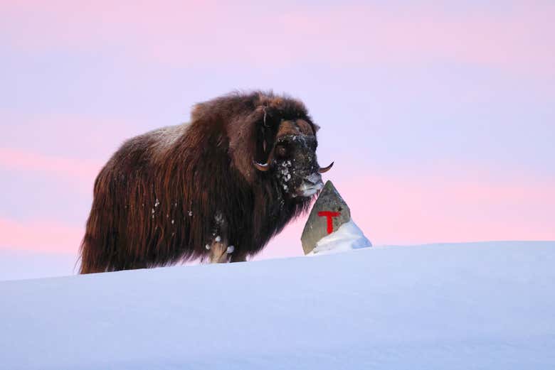 Otro de los bueyes que podremos avistar durante el tour 