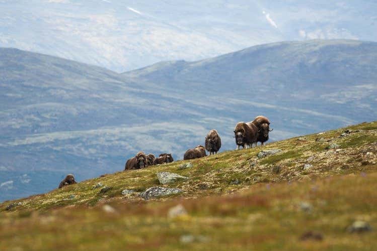 Bueyes almizcleros en el Parque Nacional Dovrefjell