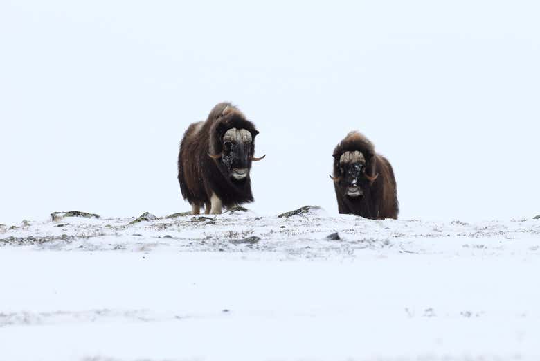 Una pareja de bueyes en el Parque Nacional Dovrefjell