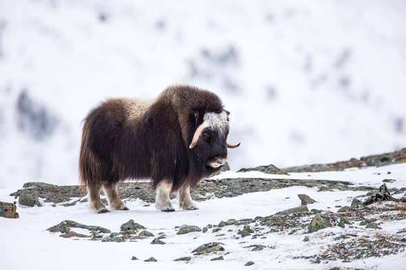 Senderismo con avistamiento de bueyes en el Parque Nacional Dovrefjell