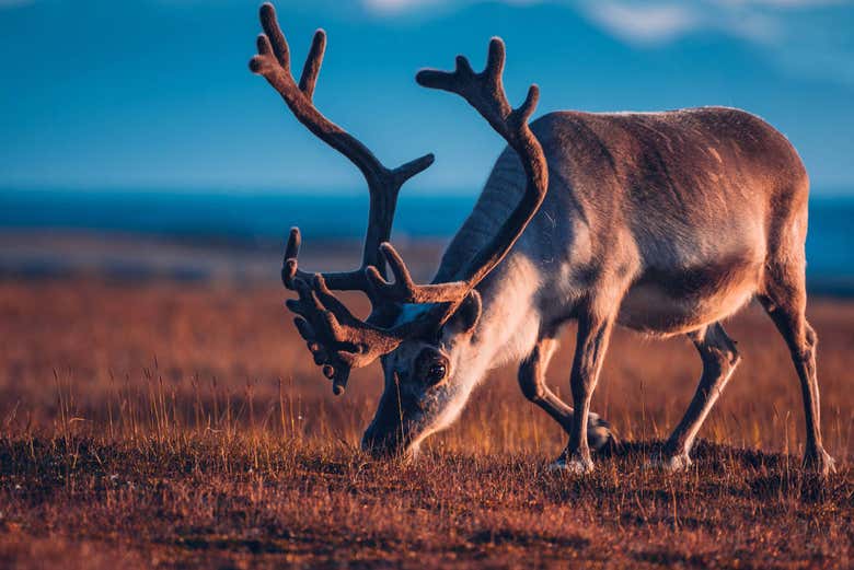 Reno en los alrededores de Longyearbyen
