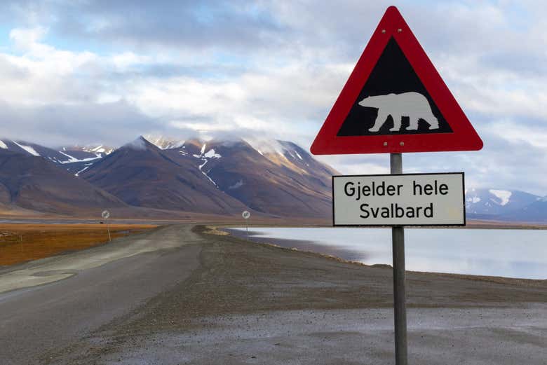 Señal del oso polar