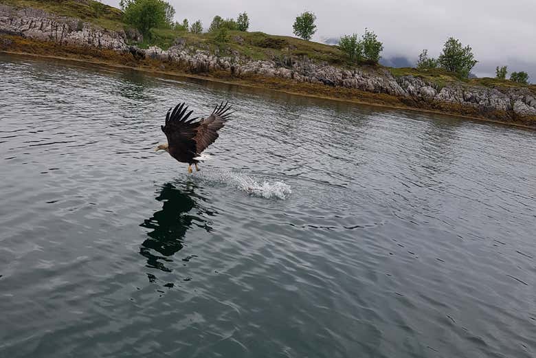 L'aquila di mare di Steller