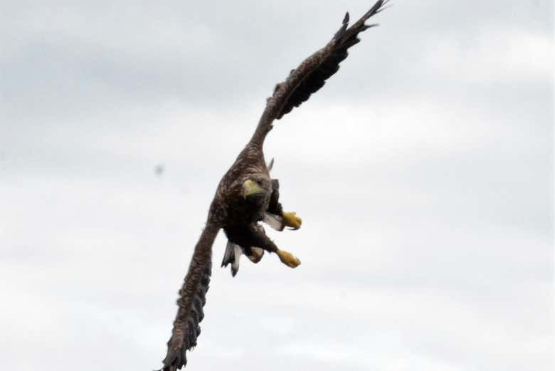 Un'aquila in volo