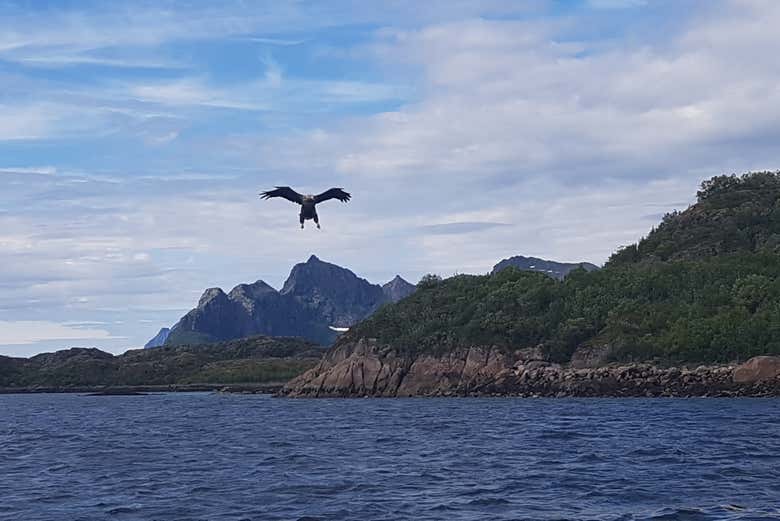 Alla scoperta degli animali di Trollfjord