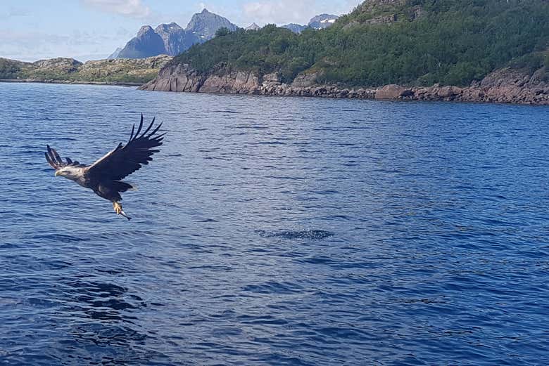 Birdwatching al Trollfjord