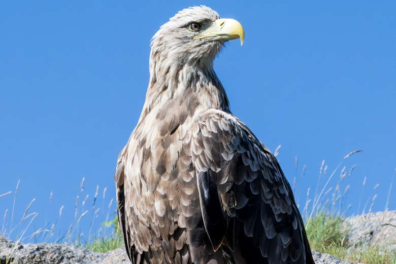 Un'aquila marina norvegese