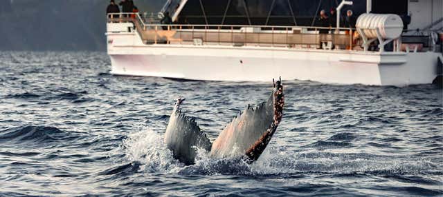 Avistamiento de ballenas en los fiordos noruegos