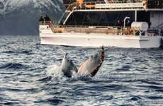 Avistamento de baleias nos fiordes noruegueses