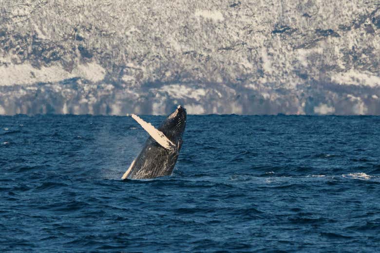 Una ballena saltando en el mar de Noruega