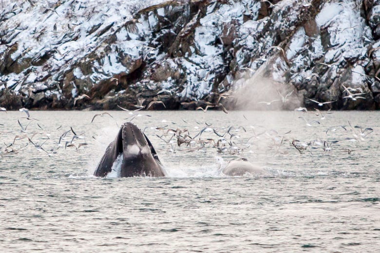 Ballenas en los fiordos del norte de Noruega
