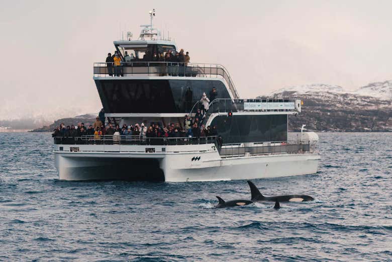 El barco pasando junto a una pareja de orcas