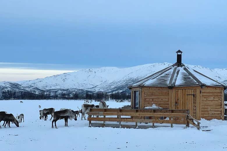 L'une des huttes du camp sami