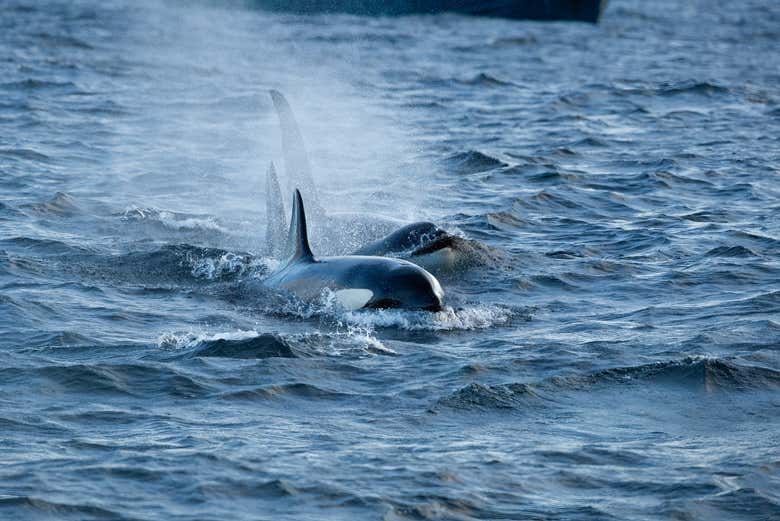 Alcuni dei cetacei che vedremo